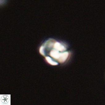 Diorofostoichos calisiriae 68418
