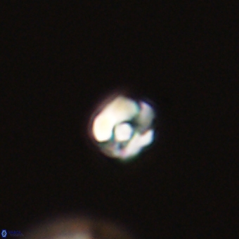 Diorofostoichos calisiriae 68422