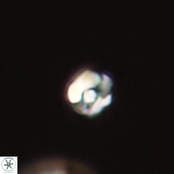 Diorofostoichos calisiriae 68422