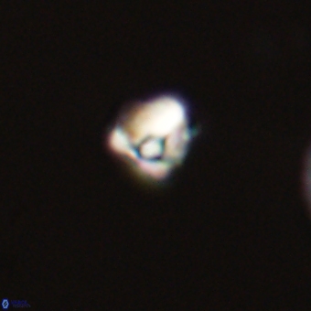 Diorofostoichos calisiriae 68423
