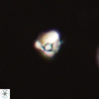 Diorofostoichos calisiriae 68423