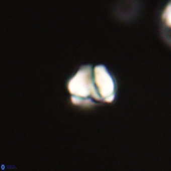 Diorofostoichos calisiriae 68426