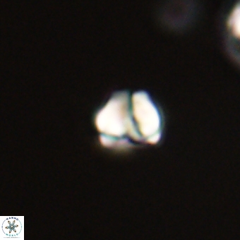 Diorofostoichos calisiriae 68426