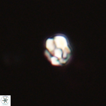 Diorofostoichos calisiriae 68430