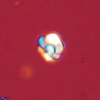 Diorofostoichos calisiriae 68439
