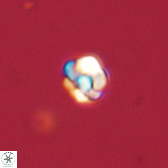 Diorofostoichos calisiriae 68439