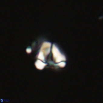 Diorofostoichos calisiriae 68772