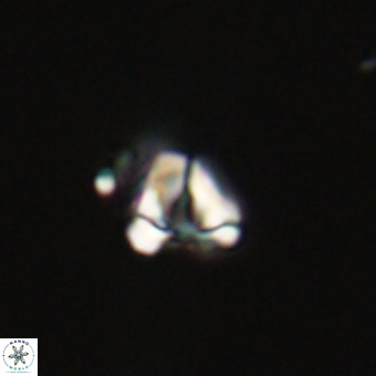 Diorofostoichos calisiriae 68772