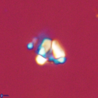Diorofostoichos calisiriae 68773