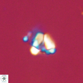 Diorofostoichos calisiriae 68773