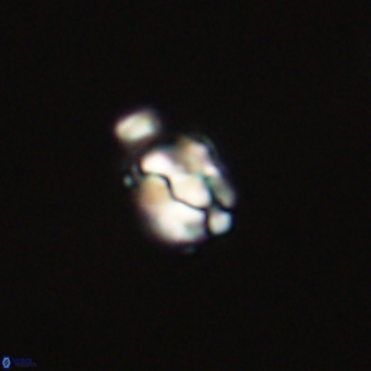Diorofostoichos calisiriae 68775