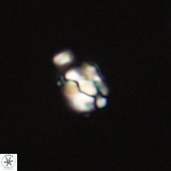 Diorofostoichos calisiriae 68775