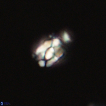 Diorofostoichos calisiriae 68776