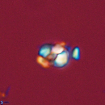 Diorofostoichos calisiriae 68778