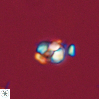 Diorofostoichos calisiriae 68778