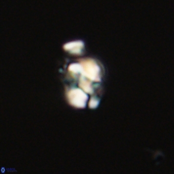 Diorofostoichos calisiriae 68780