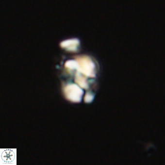 Diorofostoichos calisiriae 68780