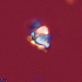Diorofostoichos calisiriae 68783
