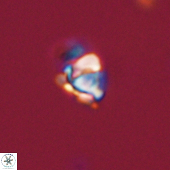 Diorofostoichos calisiriae 68783