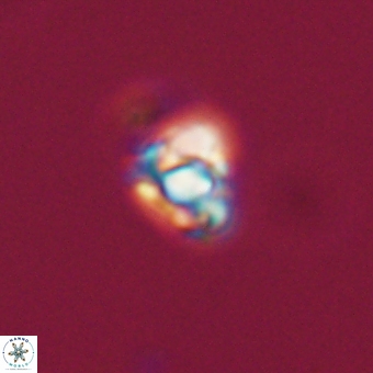 Diorofostoichos calisiriae 68784