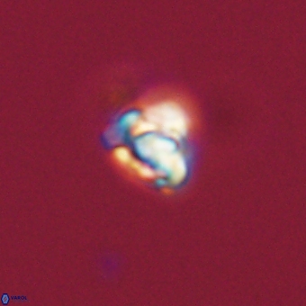 Diorofostoichos calisiriae 68785