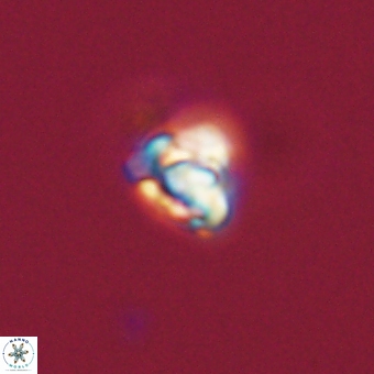 Diorofostoichos calisiriae 68785