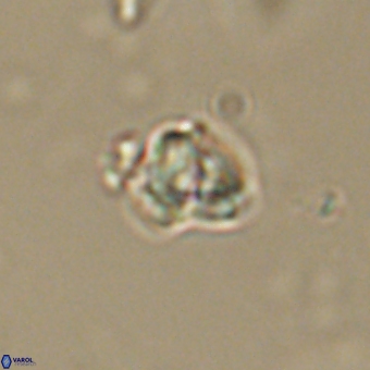 Diorofostoichos calisiriae 68786