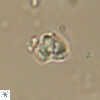 Diorofostoichos calisiriae 68786