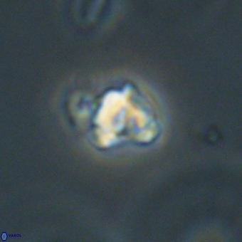 Diorofostoichos calisiriae 68787