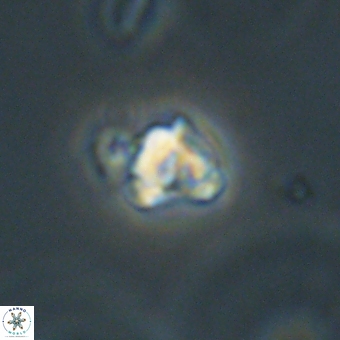 Diorofostoichos calisiriae 68787