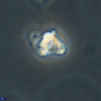 Diorofostoichos calisiriae 68788