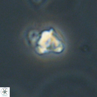 Diorofostoichos calisiriae 68788