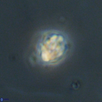 Diorofostoichos calisiriae 68789