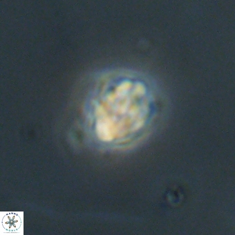 Diorofostoichos calisiriae 68789