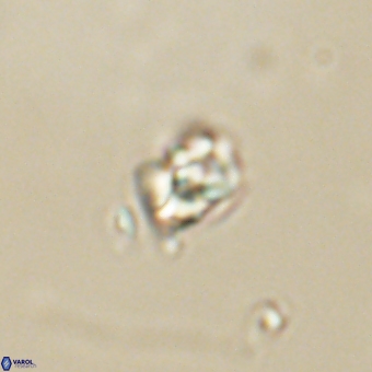 Diorofostoichos calisiriae 68790