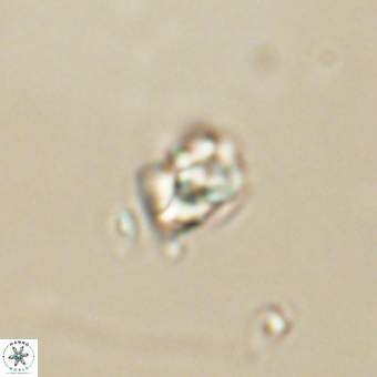Diorofostoichos calisiriae 68790