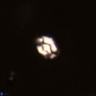 Diorofostoichos brachystylus VR 01946