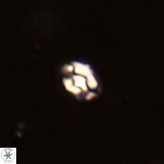 Diorofostoichos brachystylus VR 01946