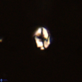 Diorofostoichos brachystylus VR 01947