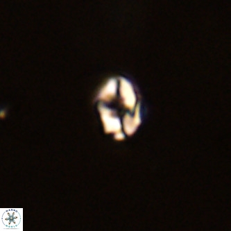 Diorofostoichos brachystylus VR 01947