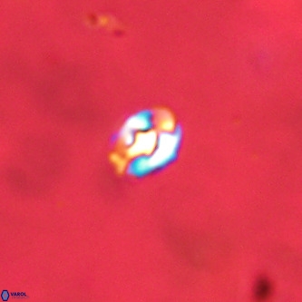 Diorofostoichos brachystylus VR 01949