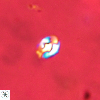 Diorofostoichos brachystylus VR 01949