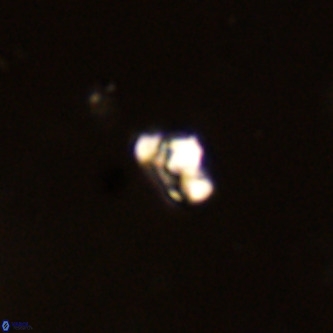 Diorofostoichos brachystylus VR 01954