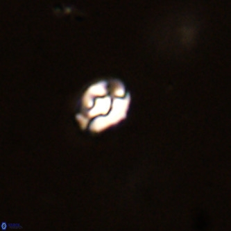 Diorofostoichos brachystylus VR 01950