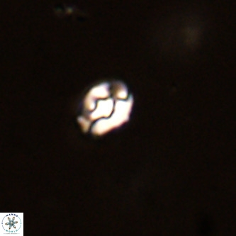 Diorofostoichos brachystylus VR 01950