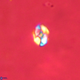 Diorofostoichos brachystylus VR 01964