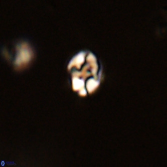 Diorofostoichos brachystylus VR 01966