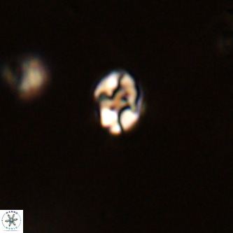 Diorofostoichos brachystylus VR 01966