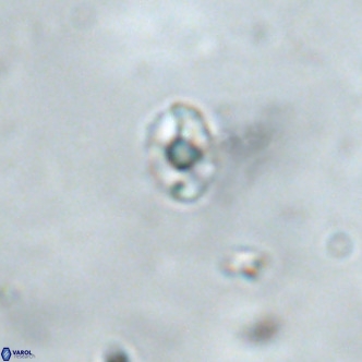 Diorofostoichos brachystylus VR 01967