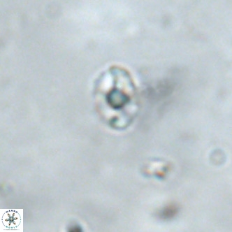 Diorofostoichos brachystylus VR 01967